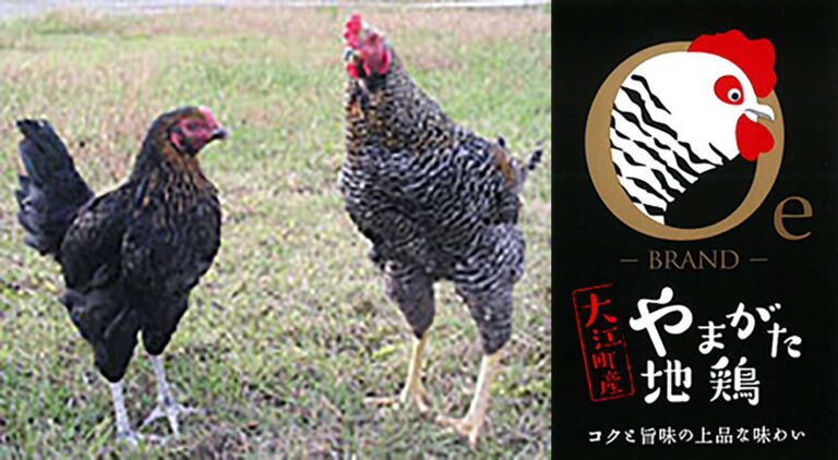 地鶏種類特徴 _ 日本三大地鶏の種類 – ZSCCP