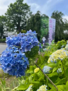 紫陽花まつり