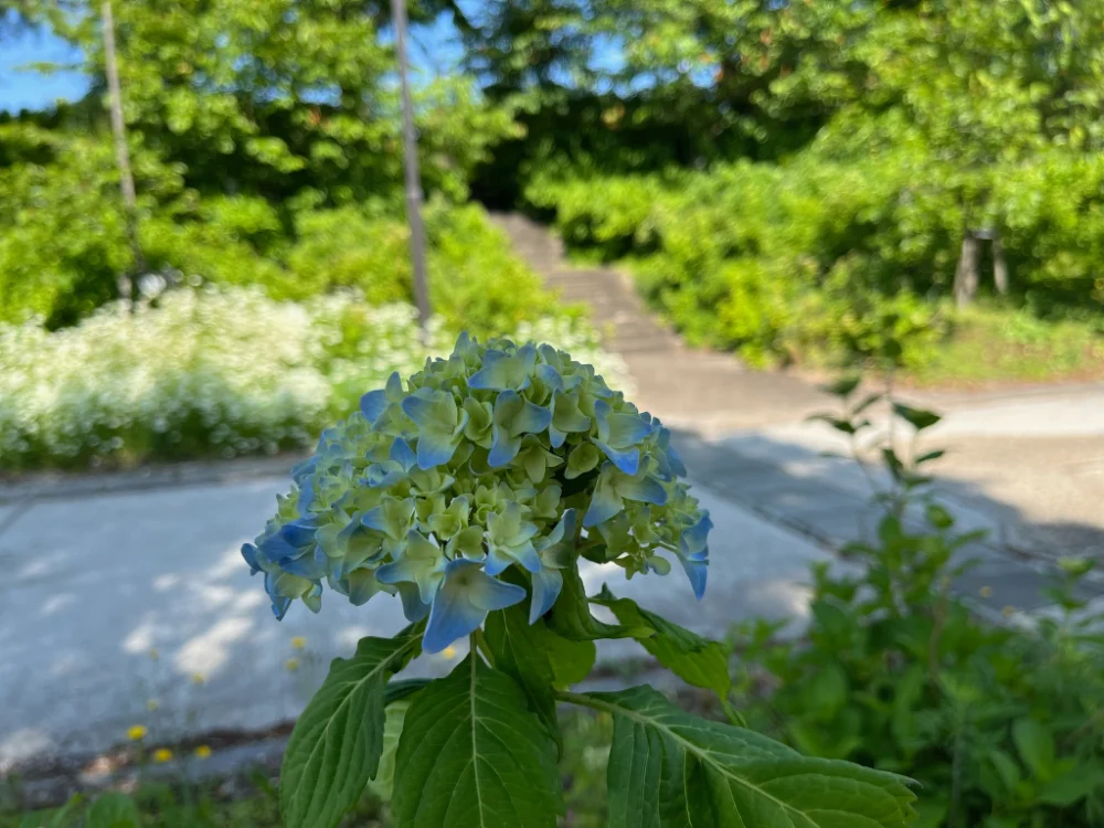 紫陽花まつり