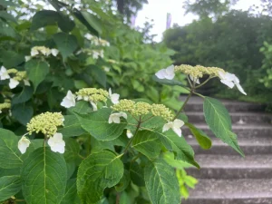 紫陽花まつり