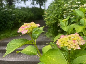 紫陽花まつり
