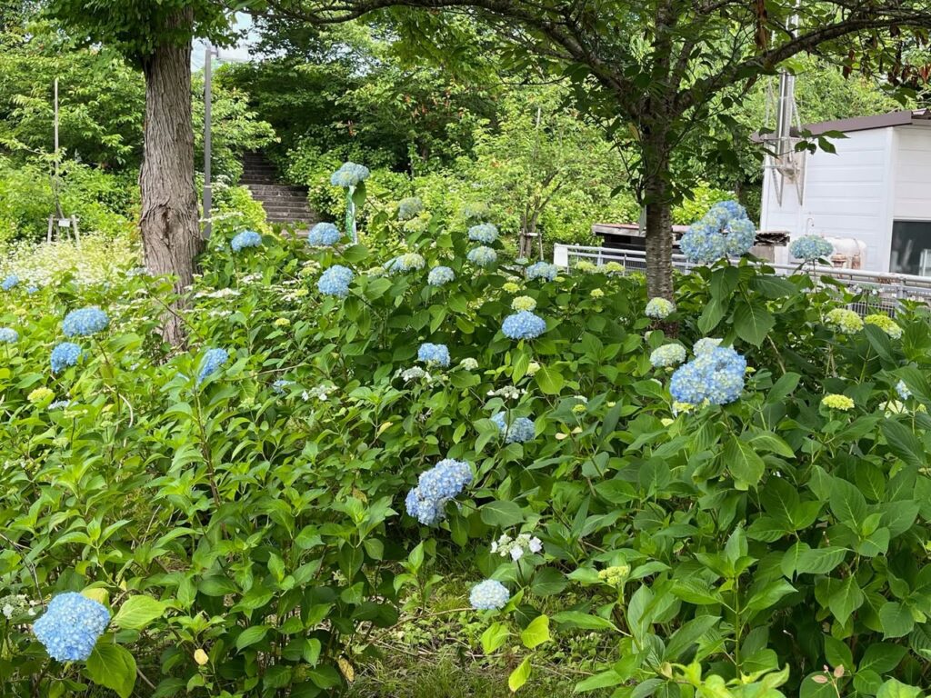 紫陽花だより