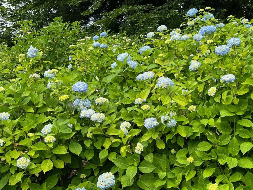 紫陽花だより
