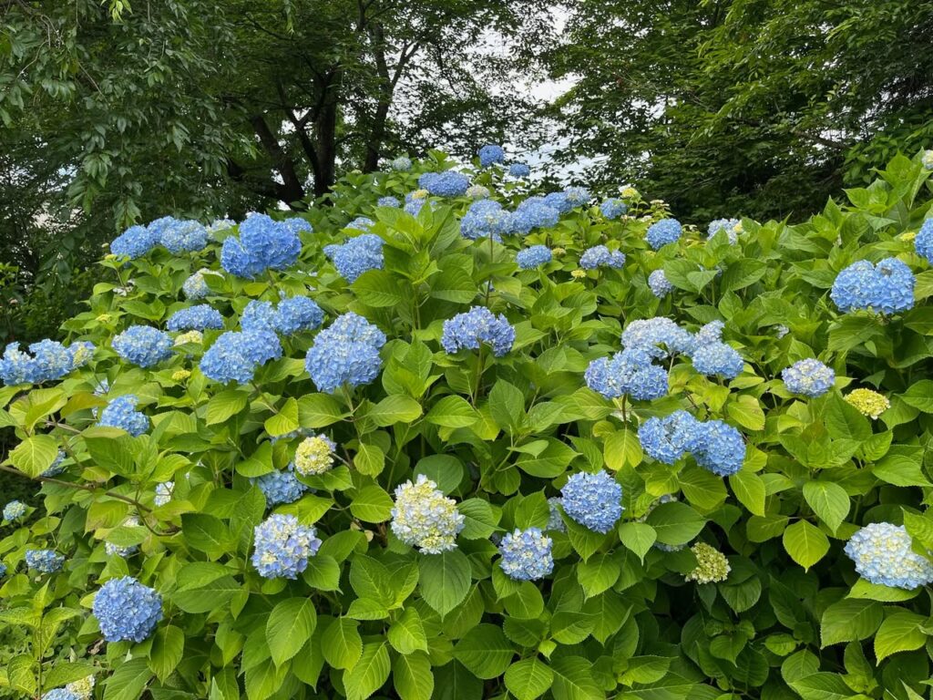 紫陽花だより NO.4