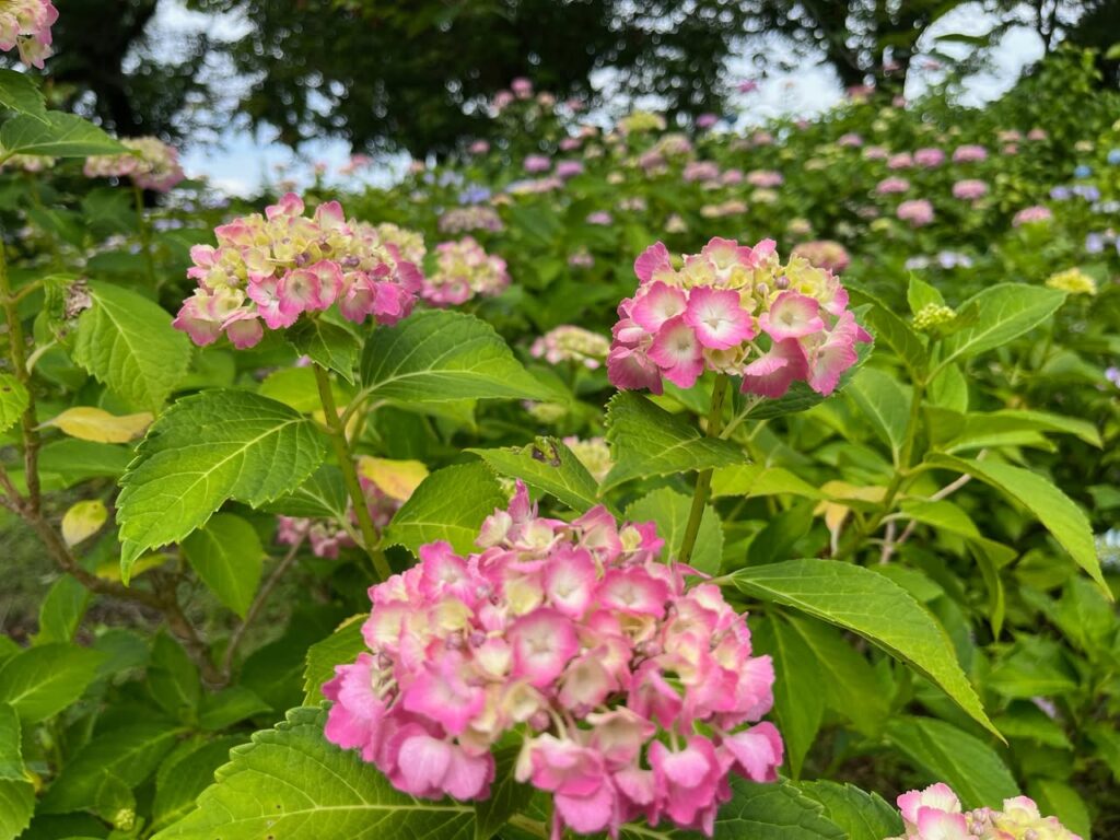 紫陽花だより NO.4